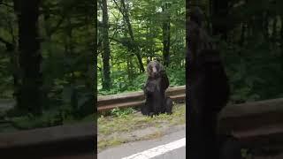 #cute black bear say bye#cute #youtube #funny