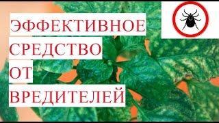 SOS!!! Трипс. Паутинный клещ. Эффективное Средство от Вредителей.