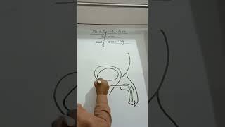 Draw male Reproductive system  in one minut|easy diagram