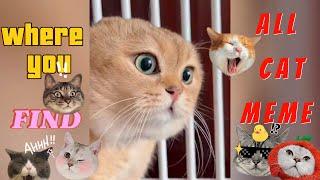 ORIGINAL CAT MEMES P1 || Nathl Memes #cat #catmemes #realcat