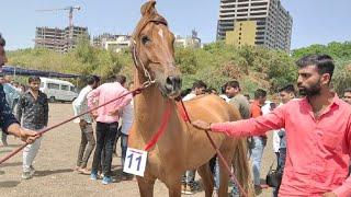 Kathiyawadi horse Rudra  || Beautiful horse video