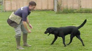 Gundog training: Retrieve problems