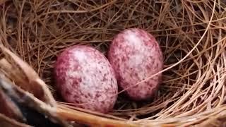 Red Whiskered Bulbul bird'seggs in nest, over 72 hours old (3+ days old).