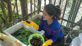 Snail Farming For Fun.Nuôi ốc bưu , ốc lác  trong thùng mút . Nuôi chơi mà ăn thật .Đặc sản miền quê