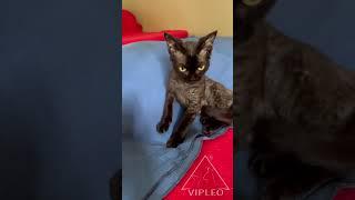 Devon Rex from Vipleo