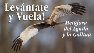 Levántate y vuela-Metáfora del águila y la gallina