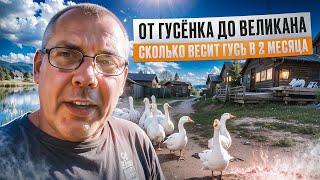 Гуси на ферме: вес в 2 месяца, кормление и уход"Мое Подворье. Geese on the farm weight at 2 months