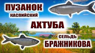 Пузанок Каспийский. Сельдь Бражникова.  Ахтуба. Очень активно клюет. РР4