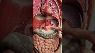 Where is the pancreas? #anatomy