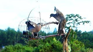 Traditional Creative Dove Trap Technique - The King Of Trap catch Dove Easy