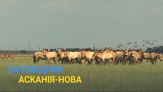 Степной заповедник Аскания - Нова - Настоящее украинское сафари - Україна вражає