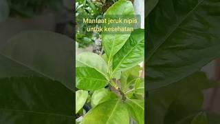 tanaman jeruk nipis#jeruk nipis#buah#tanaman obat