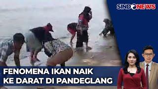 Heboh! Fenomena Ikan Naik ke Darat di Pandeglang - Sindo Today 03/11