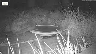 Hedgehog drinking from Oasis