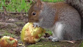 Grey Squirrel Eating an Apple