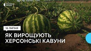 Сезон кавунів на Херсонщині. Які особливості у вирощуванні цього року