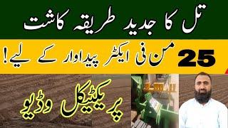 New method to get high yield of sesame in Pakistan || Bilal Kanju Official