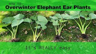 Here's how I Overwinter Elephant Ear Plants!