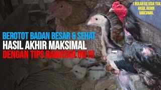 Cara mudah merawat anak ayam usia 0 - 3 bulan agar tumbuh sehat & cepat besar