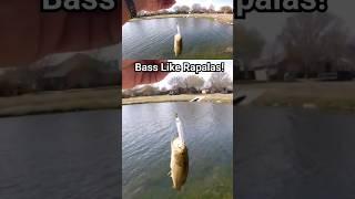 Try a Rapala Husky Jerk for Fun Ultralight Bass Fishing #fishing #tips #bass