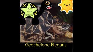 RARE Indian Star Tortoise - Geochelone Elegans #animals #viral #youtube #love #tortoise #video #like