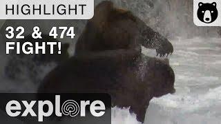 Bear 32 and 474 Fight! - Katmai National Park - Live Cam Highlight