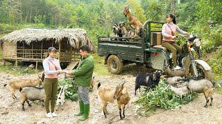 Buy Goats From Farmers And Use 3-Wheeled Truck To Transport Multiple Goats Goes To Market Sell