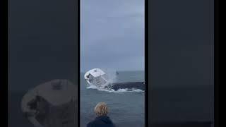 Whale hits boat