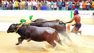 Bengaluru Kambala Buffalo Race | Karnataka Biggest sports event | beauty of Tulunad