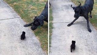 Huge Great Dane Is Scared Of Kitten