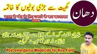 How to manage Weeds in Rice Field | Post emergence Weedicides Spray on Rice Crop | Rice Herbicides