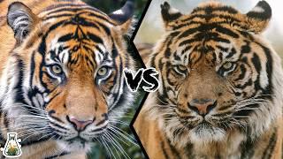 Bengal Tiger vs Sumatran Tiger - Who Would Win?