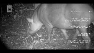 #ResidentsOfTheForest - episode 1: Tapir (Tapirus terrestris)