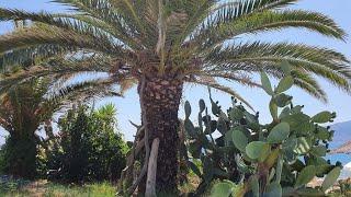 Agios Sostis Beach Zakynthos