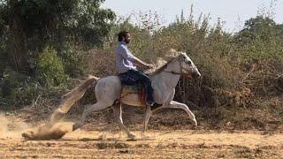 “SHEZADA” RIDER - MANU SEKHON  #horselover #viral #trending #sindhihorse #indianhorse #longriders