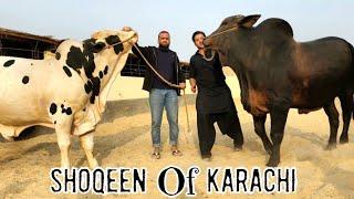 The Journey Begins - Amazing cattle farm bakraeid collection 2024 - Karachi Cattle Market