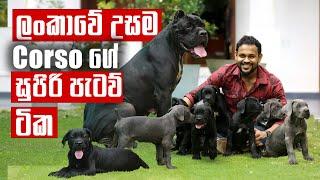 Litter of the tallest Cane Corso in Sri Lanka - ලංකාවේ උසම Cane Corsoගේ පැටව් | Pet Talk