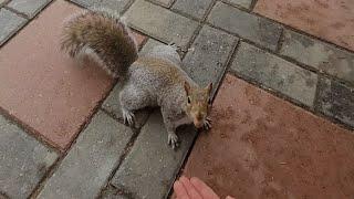 Feeding my squirrel