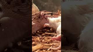 how ball pythons swallow their food (tw: dead mouse obviously)