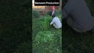 Barseem production I Dr.Pankaj Mahore #dairy #animal #cow #chara #advise #barseem