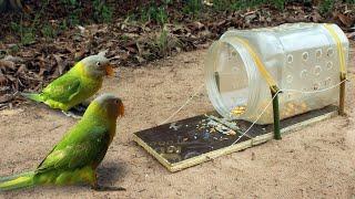 New Generation Parrot Trap Technique | Creative Unique Bird Trap Using Plastic Bottles And Boards