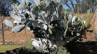 COMO PONERLE CAL A LA PLANTA DE NOPAL