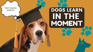 Dogs Learn in the Moment, but their Memories are Forever!