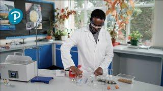 Pearson Edexcel (9-1) GCSE Combined Science and GCSE Biology practical - rate of respiration