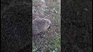 Little Hedgehog.Маленький ежик