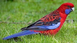 Crimson Rosella Bird