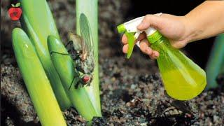 Onion fly – the greatest enemy of onions! Here's how to defeat it naturally!