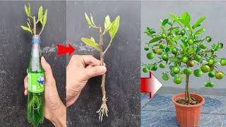 SPECIAL TECHNIQUE - Propagate Lemon trees with FANTA fresh water, produce fruit all year round