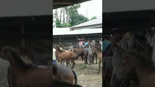 WIKWIK DI TENGAH PASAR  #horse #viral #shorts