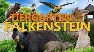 Tiergarten Falkenstein - Ein Geheimtipp im Vogtland?